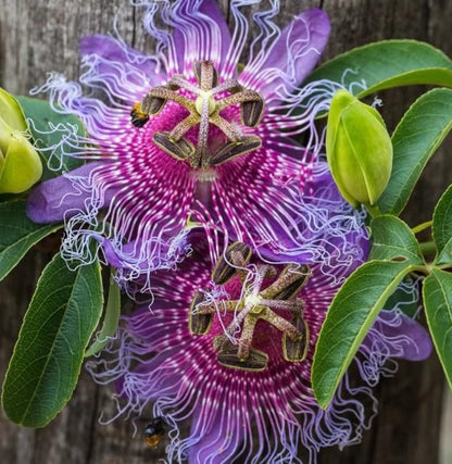 Lotus Seeds (Pack of 20)