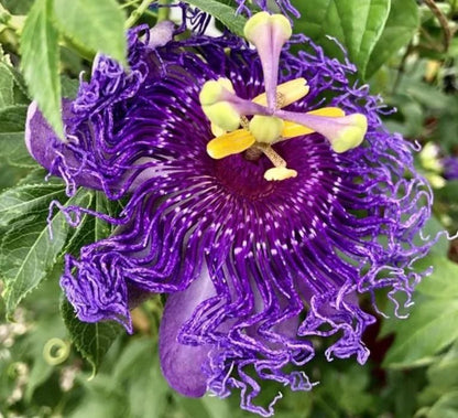 Lotus Seeds (Pack of 20)